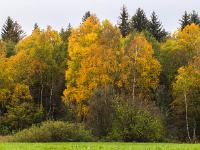 Sträucher, leuchtende Birken und Tannen